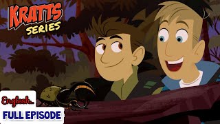 wild Kratts  hercules giant beetle  full episode  English  krattsseries [upl. by Aryam]