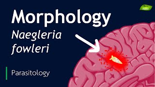 Naegleria fowleri  Morphological features  Parasitology  Basic Science Series [upl. by Duwad916]