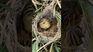 Zitting Cisticola Chicks Life Begins in the Tall Grass shortsviral trendingshorts [upl. by Beverlie]