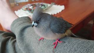 Tame WhiteBacked Mousebird Colius colius [upl. by Giffie427]