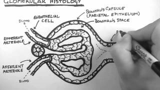 Renal Anatomy 3  Glomerular Histology [upl. by Yelrac696]