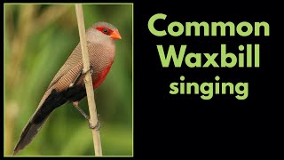 COMMON WAXBILL singing [upl. by Linell]