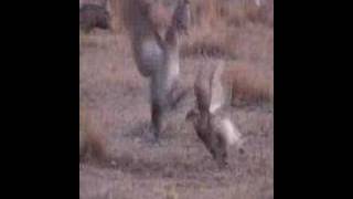 Sharptail grouse fighting on dancing ground [upl. by Asta]