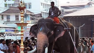 Thirunakkara Pakalpooram  Entry of elephants [upl. by Reta]