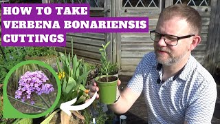 How to Take Verbena bonariensis Cuttings by 2 Methods  Propagation Techniques  Plants for Free [upl. by Eitsim]