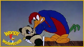 Woody Woodpecker  Knock Knock  Full Episodes [upl. by Retnuh]