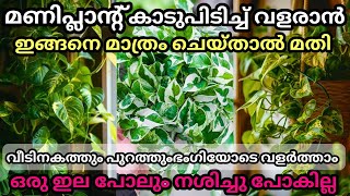 മണി പ്ലാന്റ് വീടിനകത്തും പുറത്തും കാടുപിടിച്ച് വളരാൻ ഇതുമാത്രം ചെയ്താൽ മതി Tips to grow money plant [upl. by Abehsile862]