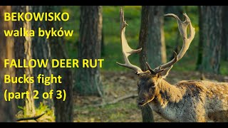 BEKOWISKO walka byków  FALLOW DEER RUT bucks fight part 2 of 3 [upl. by Bruckner]