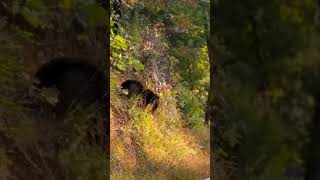 wildlife bears smokymountains [upl. by Anuahc]