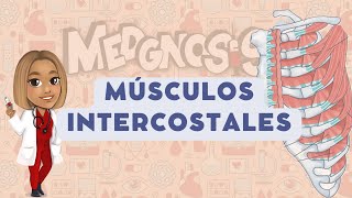 MÚSCULOS INTERCOSTALES‼️ [upl. by Edyak]