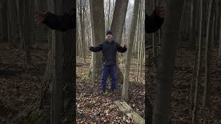 Studying Old Growth Carolinian Forest in Ontario for developing Regenerative Agroforestry Designs [upl. by Airda817]