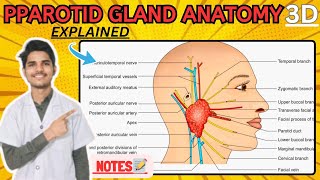 Parotid Gland Anatomy 3D  External features of parotid gland [upl. by Goebel]