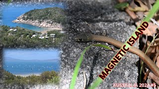 AUSTRALIA 2024  5  MAGNETIC ISLAND  WĘDKARSTWO  SNAKE  GREYHOOD BUS TOWNSVILLECAIRNS [upl. by Aicen]