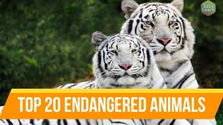 Top 20 Endangered Animals  Most Endangered Animal Species in the World [upl. by Swirsky178]