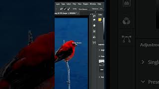 Remove Scarlet Tanager Complex Background in Photoshop shorts [upl. by Astera]