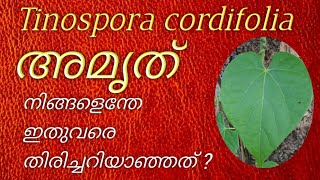 AmritTinospora cordifoliaഅമൃത് MalayalamAmrit [upl. by Haleak]