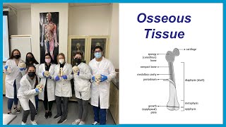 Bones and Osseous Tissue [upl. by Odin]