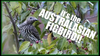 Wild Australia The Australasian Figbird [upl. by Ttnerb699]