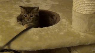 Biggie Our 7 week old Gorgeous Maine Coon British Shorthair Cross Kitten on her Cat Tree [upl. by Harol]