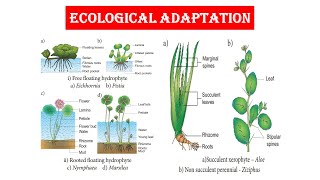 Ecological Adaptation  Hydrophytes Part  I [upl. by Hanschen473]