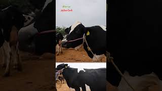 1 cow 40 litter milking capacity cow vivasayaarvalargal shortvideo shorts [upl. by Notgnilra]