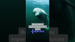 Strange Sound Heard under the ocean part 2 [upl. by Iruahs]