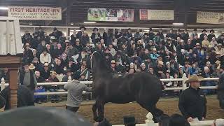 100000 Percheron gelding at Gordyville 2024 [upl. by Lotson]