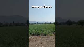 Yautepec Morelos yautepec mexico campo naturaleza reelviral shortviralvideo [upl. by Raquel]