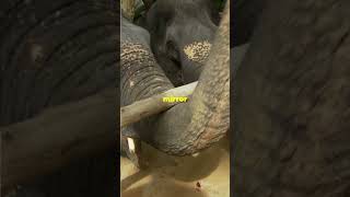 Top 3 Smartest Animals in the World [upl. by Sirtimed]