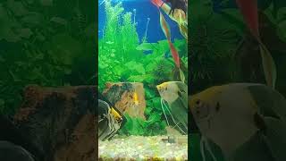 fishbowl amazingaquarium amazingfishing [upl. by Lema]