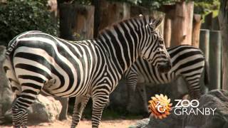 La savane africaine au Zoo de Granby [upl. by Alit]