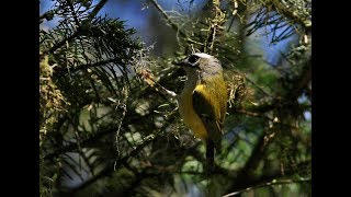 火冠戴菊叫聲，台灣戴菊叫聲 Flamecrest calls Taiwan firecrest calls [upl. by Nomis]