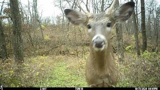 trail cameras on trail in woods and small pond [upl. by Sandry402]