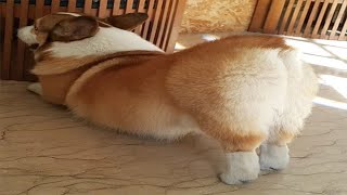 Funny and Cute Corgi Compilation  Best Funny Corgi Videos Part 3 [upl. by Kissiah489]