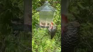 Yellowbellied Sapsucker [upl. by Prasad]