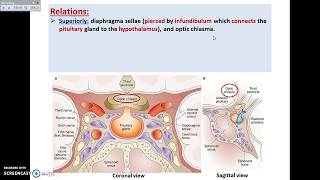 The Pituitary Gland 1  Site and Relations  Dr Ahmed Farid [upl. by Folger139]