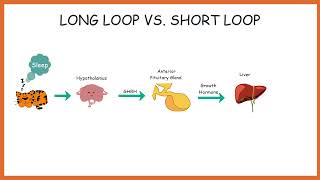 VET ENDO  The Negative Feedback [upl. by Carder]