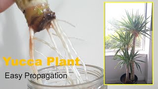 How to Easy Propagate yucca plant in waterGrowcutting [upl. by Maurine845]