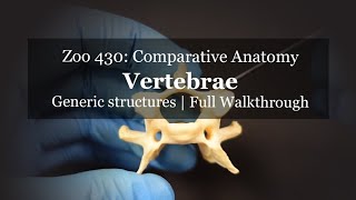 Osteology Vertebrae in depth [upl. by Clint]