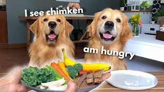 Dog Reviews Food With Grandpa  Tucker Taste Test 13 [upl. by Oner]