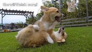 Rocky Puppies  cute corgi puppies on grass  GoroWelsh corgi channel コーギー子犬 [upl. by Nahtanod]