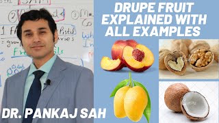 FRUITS PART 3 DRUPE FRUIT TYPE Explained in Detail with All Examples [upl. by Yesdnik637]