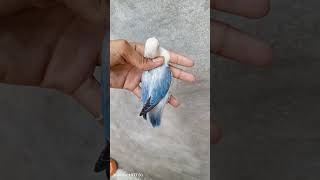 Opaline love birds birds birdszone lovebirds parrot allbirdslover [upl. by Tarsuss]