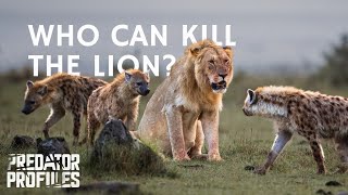 6 Animals that Could Kill a Lion [upl. by Yduj720]