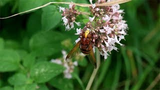 Volucella zonaria  Hornissenschwebfliege  Hornet Mimic Hoverfly [upl. by Pol]