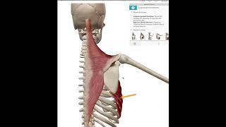 Scapular Upward Rotation [upl. by Nylidnam]