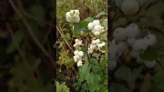 Снежноягодник белыйWhite snowberry [upl. by Denae36]