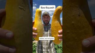 Smells Squatchy bigfoot squash garden gardening vegetablegardening [upl. by Bernt]