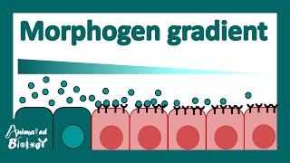 Morphogen gradient  What are morphogens  How do morphogens determine cell fate  Devbio [upl. by Ahsiam536]