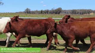 Gullendah Pastoral Company  20 EU Shorthorn Heifers [upl. by Anigroeg384]